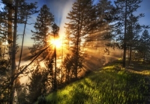 Sun through trees - Credit: Trey Ratcliff - http://www.flickr.com/photos/stuckincustoms/4885953697/