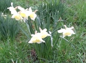 Daffodils